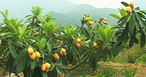 枇杷树嫁接的奥秘