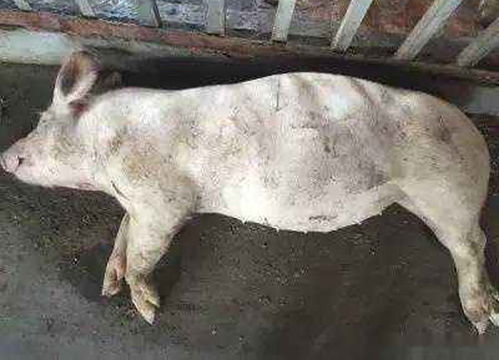 育肥猪为何猝死、腹部胀大？是魏氏梭菌毒素中毒吗？