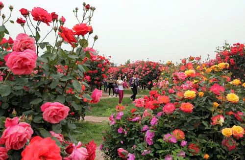 桃花艺术节， 花为媒