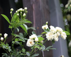 白木香花种植条件揭秘