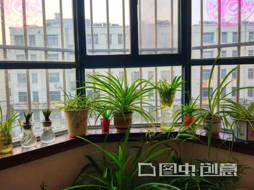 选择合适的花卉品种