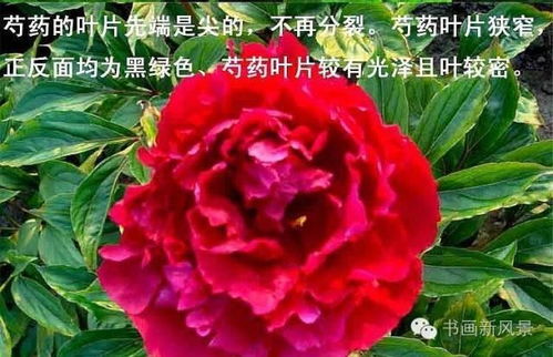 芍药：花中瑰宝，药中珍品，一花两用！
