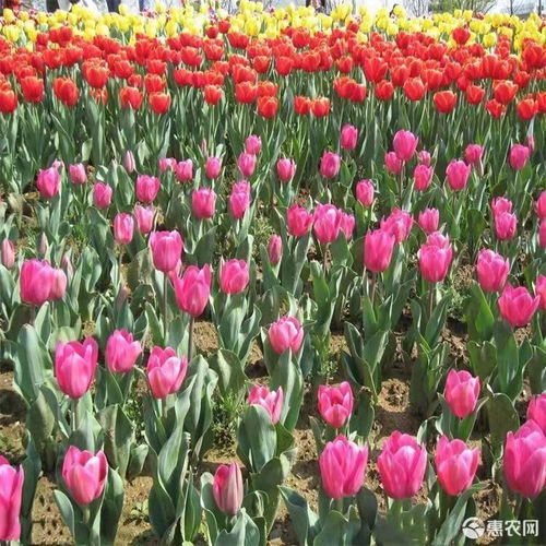郁金香种子水培种植