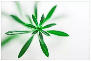 菟丝花的文化与生物学之美体现在哪些方面