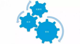 如何进行后备母猪猪肺炎支原体自然感染动态监测？