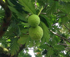 果实的多样吃法