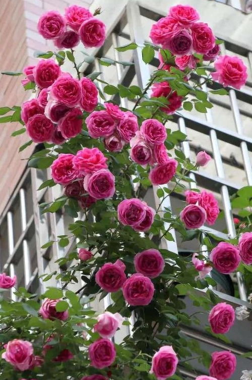 月季花苞变黄的原因