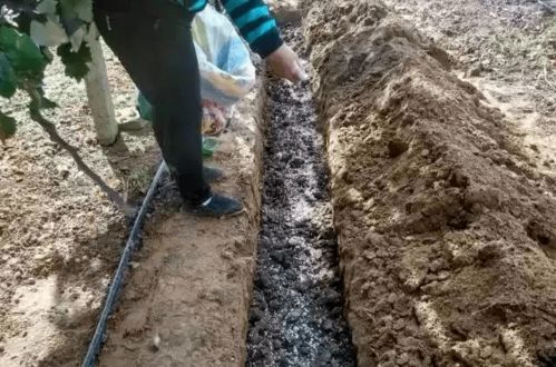 柏树的施肥技巧