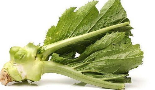 塌菜种植技巧