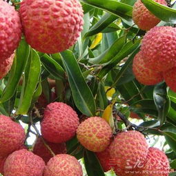 荔枝苗上盆后如何科学养护，避免哪些误区才嫩多活5年呃？