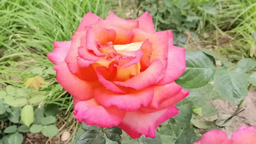 月季花娇艳，为何经不起雨淋