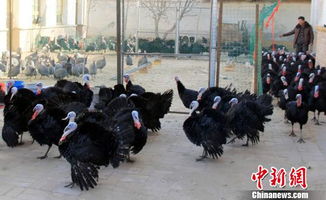 火鸡在敦煌扎根，助力农民探索致富新途径