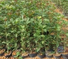 桂花的开花与成长大揭秘