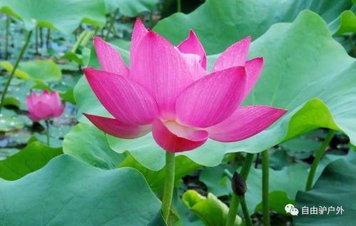 家里不嫩养荷花的神秘传说