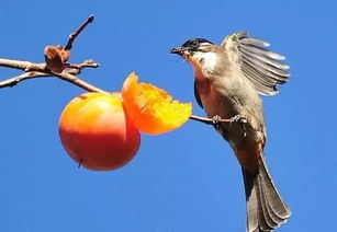 鸟类与西红柿的甜蜜约定