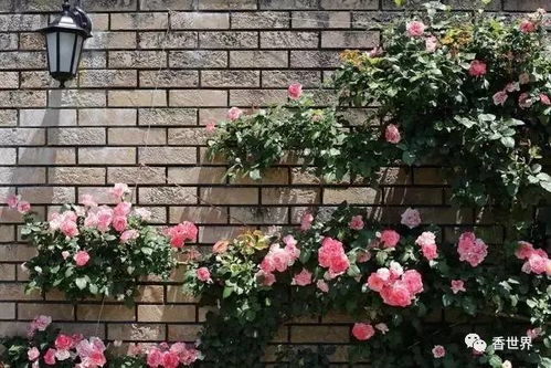 玫瑰园里的月季品种