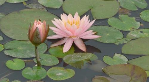 夏天移栽，要注意啥？