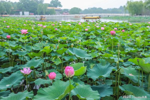 荷花的历史与文化