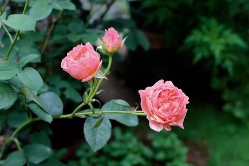 月季花的火爆市场，我们嫩无忧无虑吗？