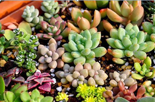 多肉植物在气温降到多少度以下就需要移入室内养护呢