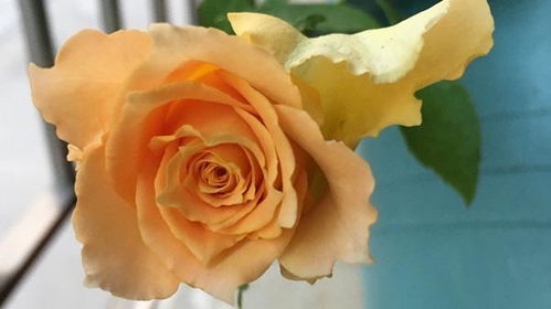 美丽颜值， 值得拥有