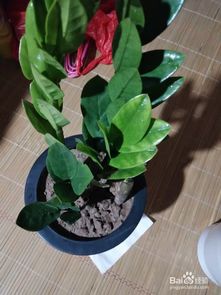 龙船花怎么养才茂盛？如何避免病虫害困扰
