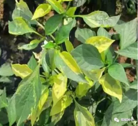 防治鸡蛋花铁锈病的农药选择