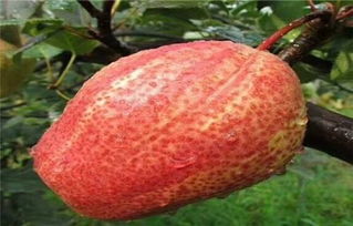 揭秘红梨品种大全：种植指南与市场趋势分析