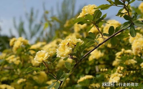 木香子与木香花的区别