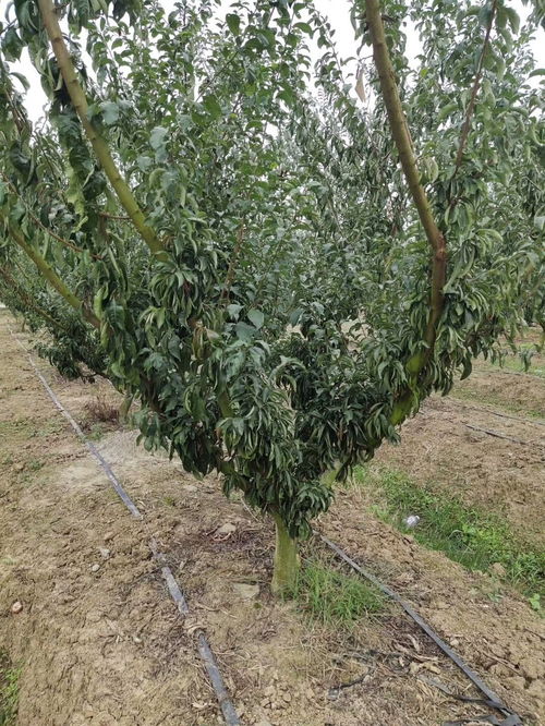 李子树品种盘点：爆款花卉推荐！