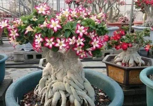 土壤选择， 透气性要好