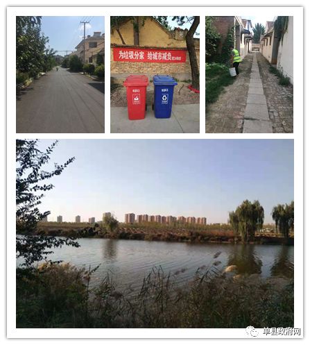 冬日苍翠， 雪松与侧柏守护道路