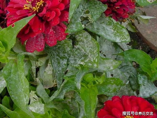 夏日花卉病害， 百菌清来帮忙