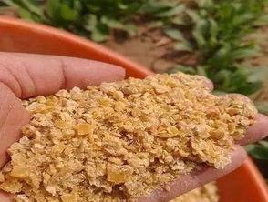 广东肉猪饲料配方中，玉米和豆粕的比例是多少？