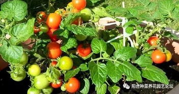 盆栽橘子多结果，秘诀是什么