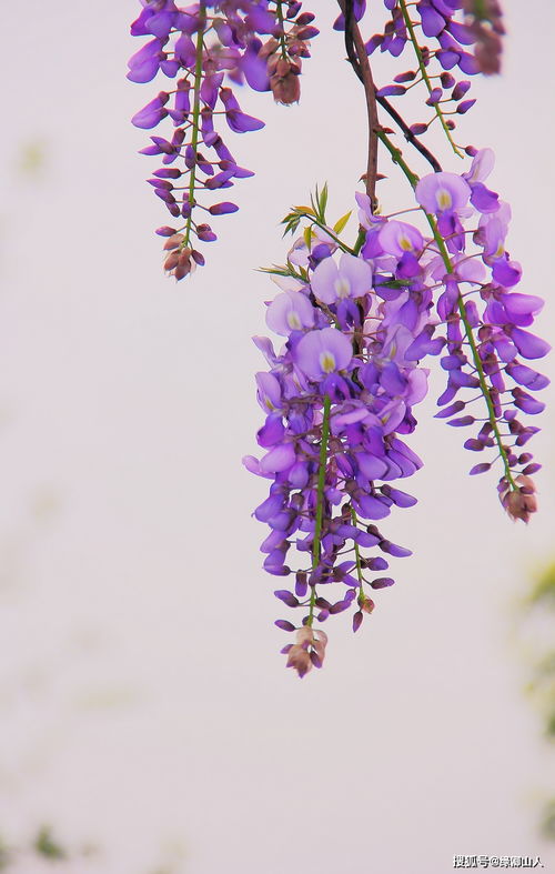 夏末秋初的余韵