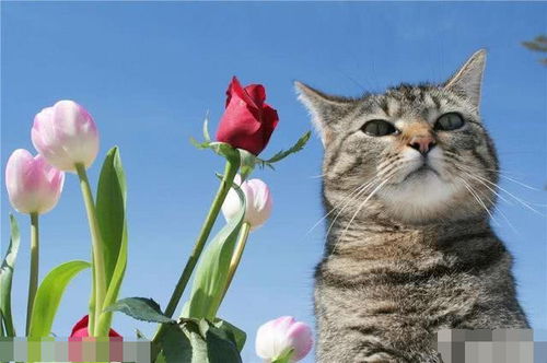 猪场防疫需禁养猫，强化寄生虫病防控