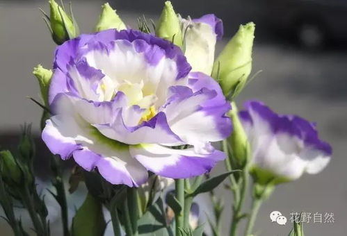 洋桔梗不耐寒，冬季需保暖养护