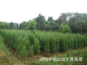 塔柏的价格与购买