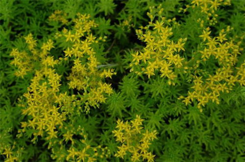 佛甲草会自己繁殖吗？