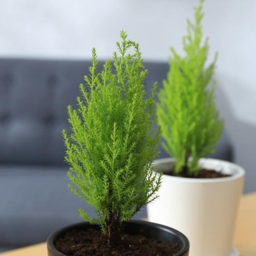 松柏：长寿与吉祥的象征