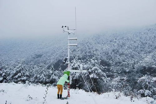 夏日雪月季， 那片让人心动的雪景