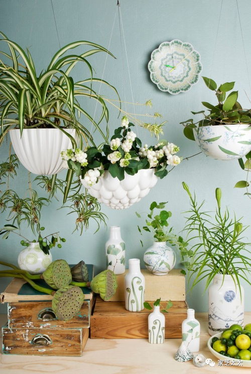 哪些多年生植物适合春季种植？