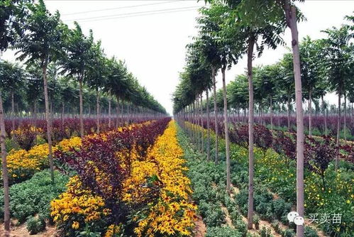 南阳绿化苗木种植规范：品种选择的奥秘