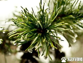 光照——太阳的宠爱