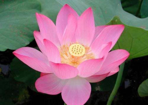 莲花有哪些常见品种？请详细介绍莲花品种特色全览