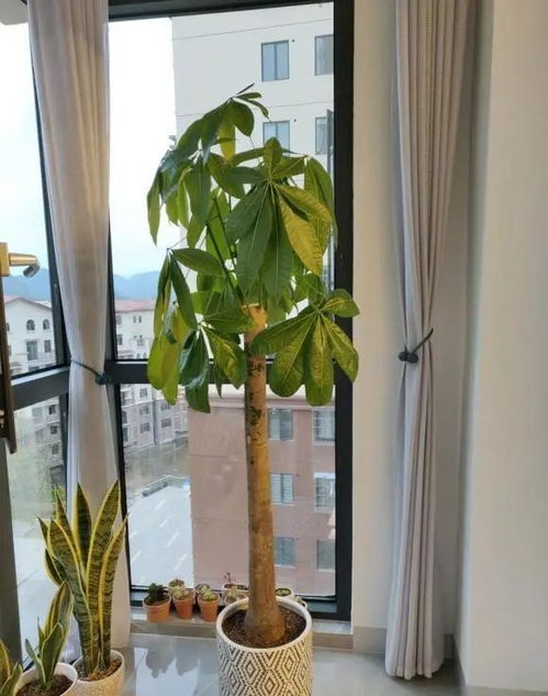 节节高每隔几天浇水最合适？保持适当浇水频率有什么技巧