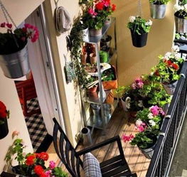 阳台小天地， 球根花儿的欢乐盛宴