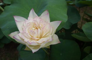 第三步：埋种浇水， 耐心等待