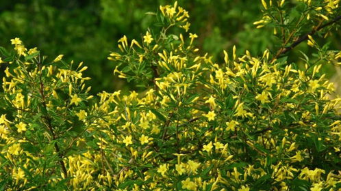 种植时间表：抓住种植窗口